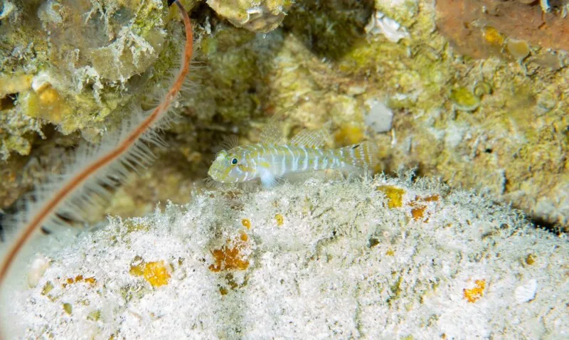 Imagem ilustrativa da imagem Cientistas descobrem 4 novas espécies de peixes em Fernando de Noronha